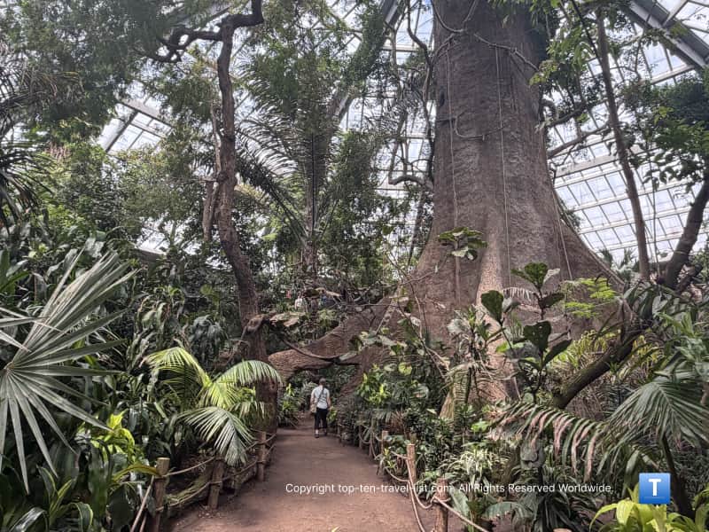 Lush greenery at Lied Jungle at the Henry Doorly Zoo