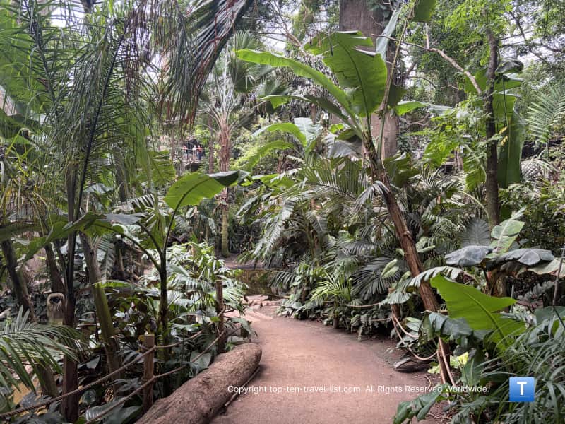Lush plant life at Lied Jungle at Henry Doorly Zoo
