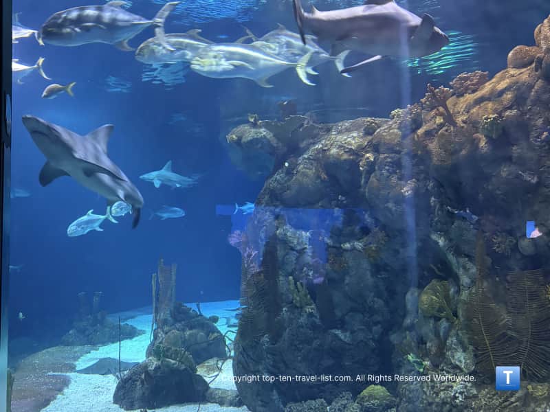 Cool shark tank at the Henry Doorly Zoo