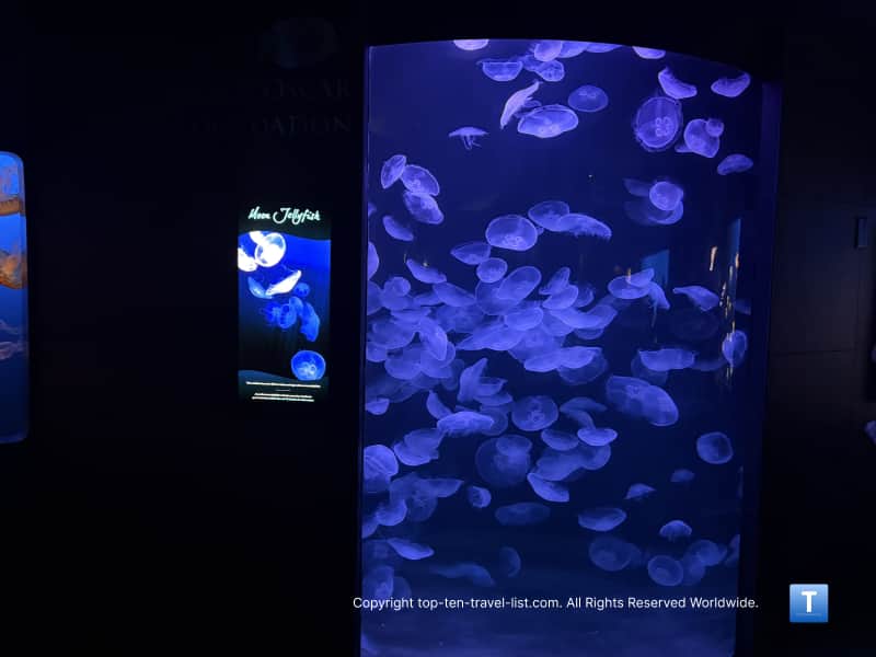 Moon jellyfish at the Henry Doorly Zoo aquarium