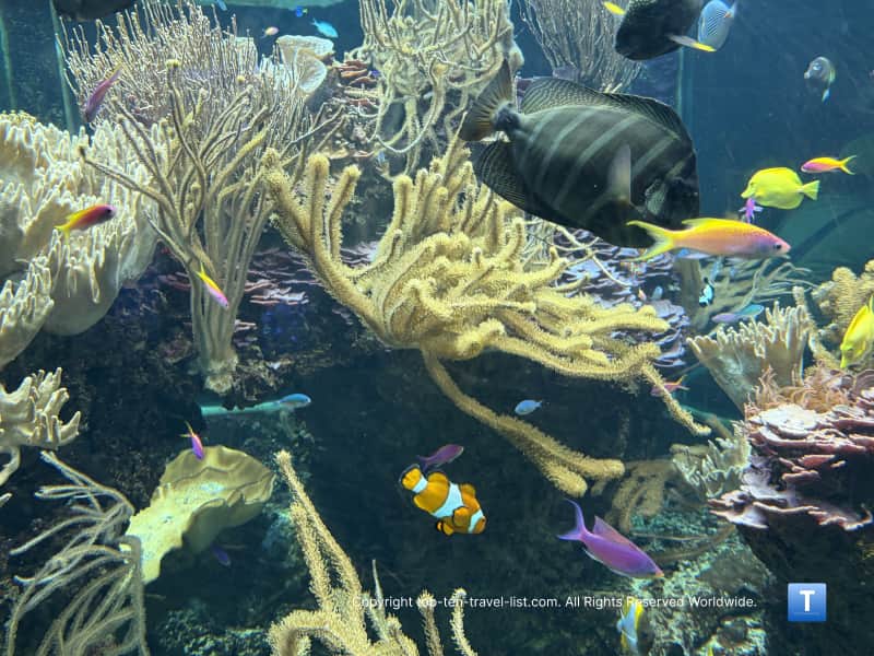 Nemo and saltwater fish at the Henry Doorly Zoo aquarium