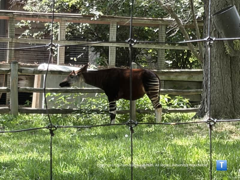 Okapi forest giraffe at the Henry Doorly Zoo