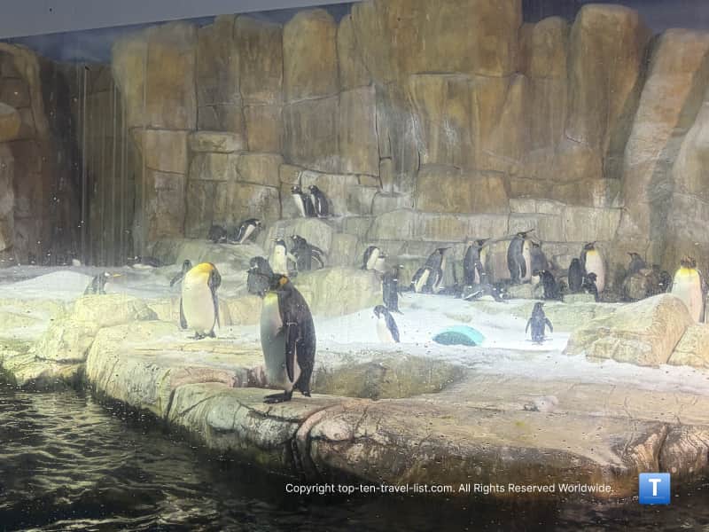 Penguins at the Henry Doorly Zoo