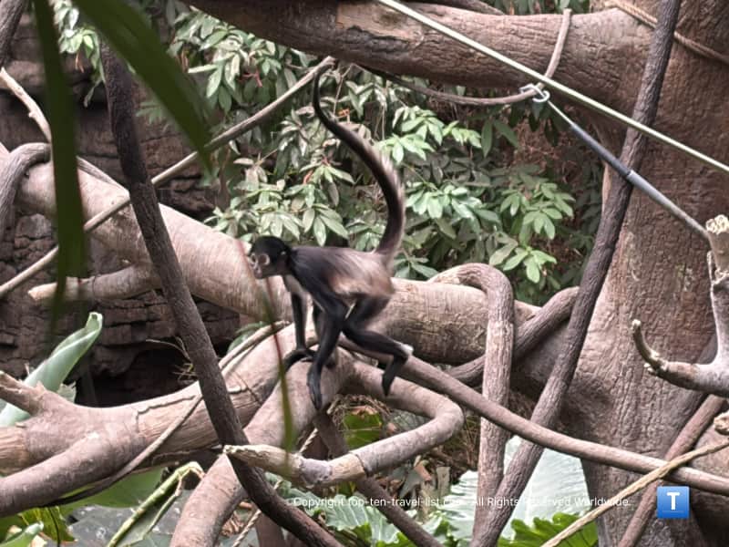 Lied Jungle primate at the Henry Doorly Zoo
