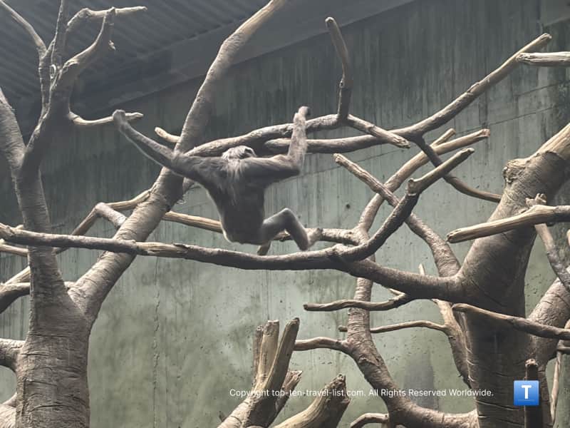 Primate swinging on a tree at Henry Doorly Zoo