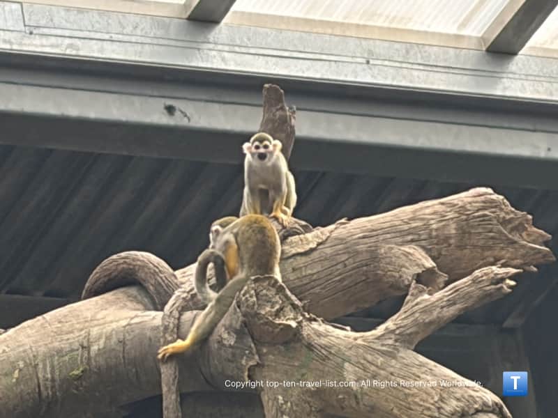 Primates playing at the Henry Doorly Zoo