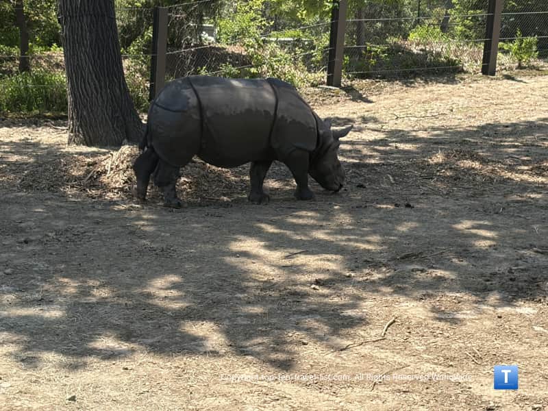 Indian Rhino at Henry Doorly Zoo
