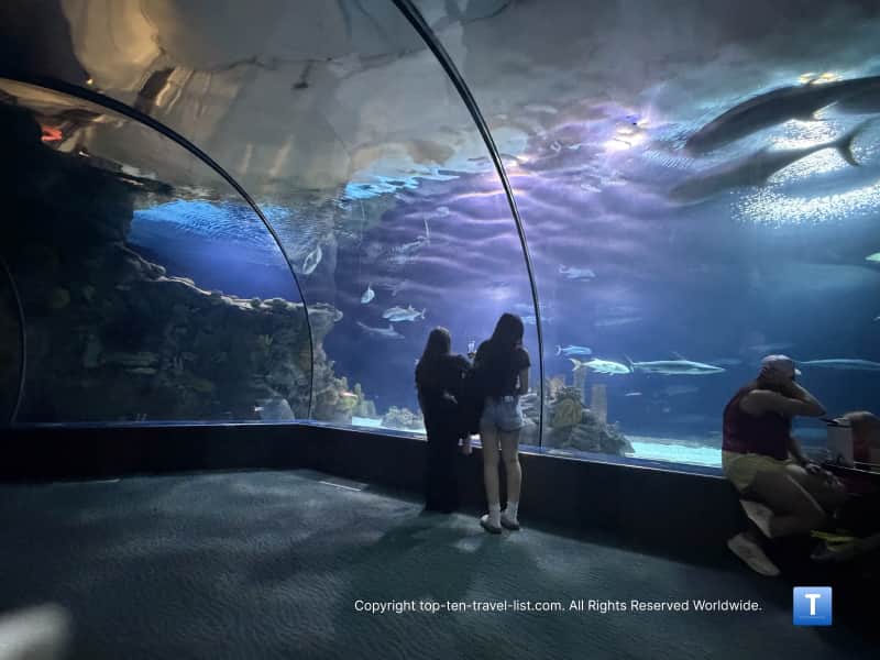 Beautiful shark tunnel at the Henry Doorly Zoo aquarium