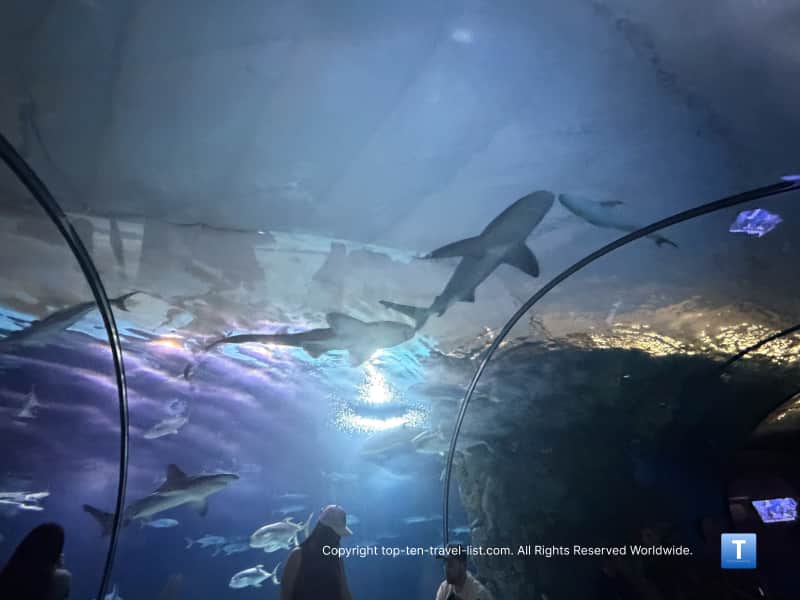 Shark tunnel at the Henry Doorly Zoo aquarium