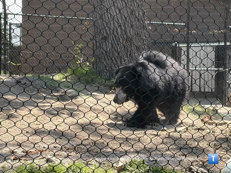 Sloth bear at the Henry Doorly Zoo