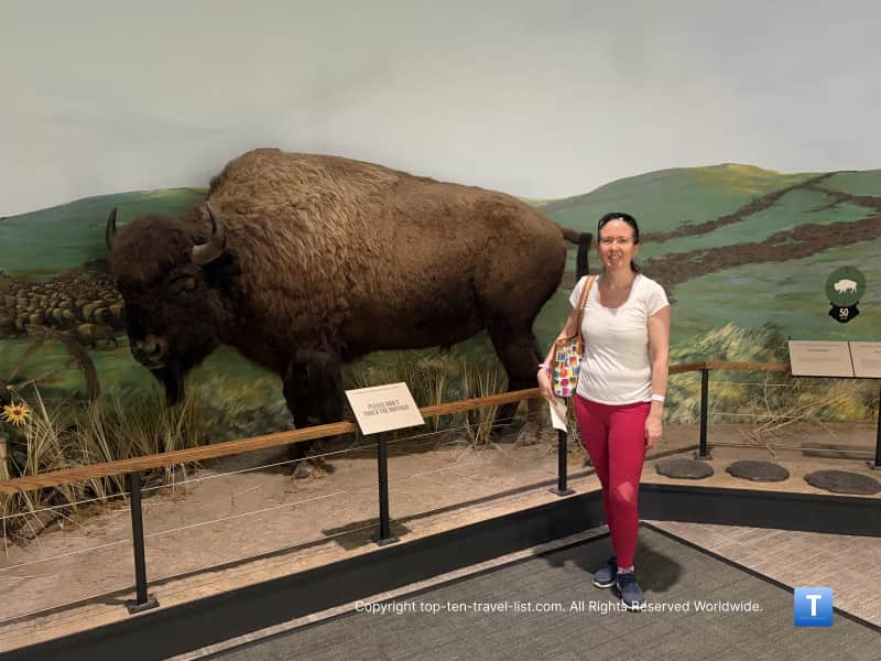 Buffalo Stampede exhibit at the Boot Hill Museum 
