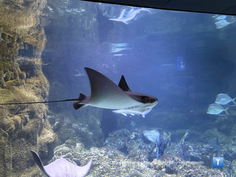 Stingray at the Henry Doorly Zoo aquarium