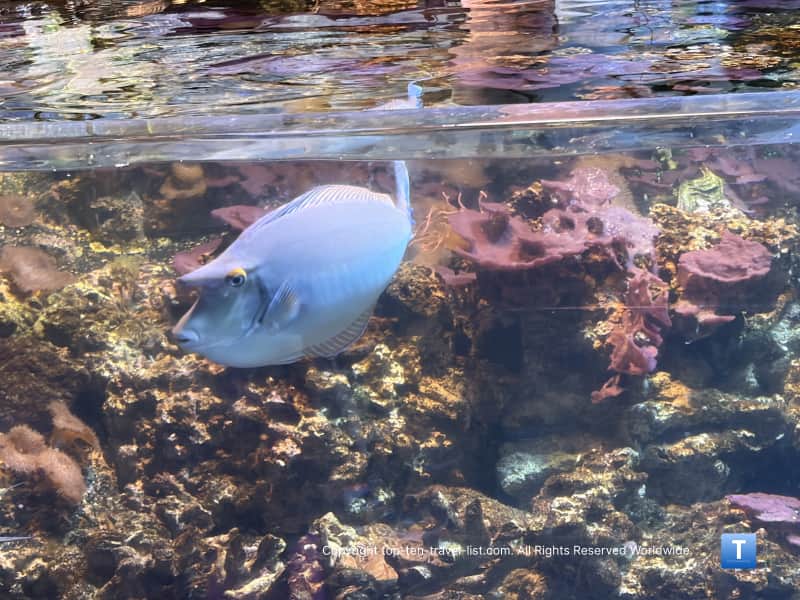 Cool fish at the Henry Doorly Zoo aquarium