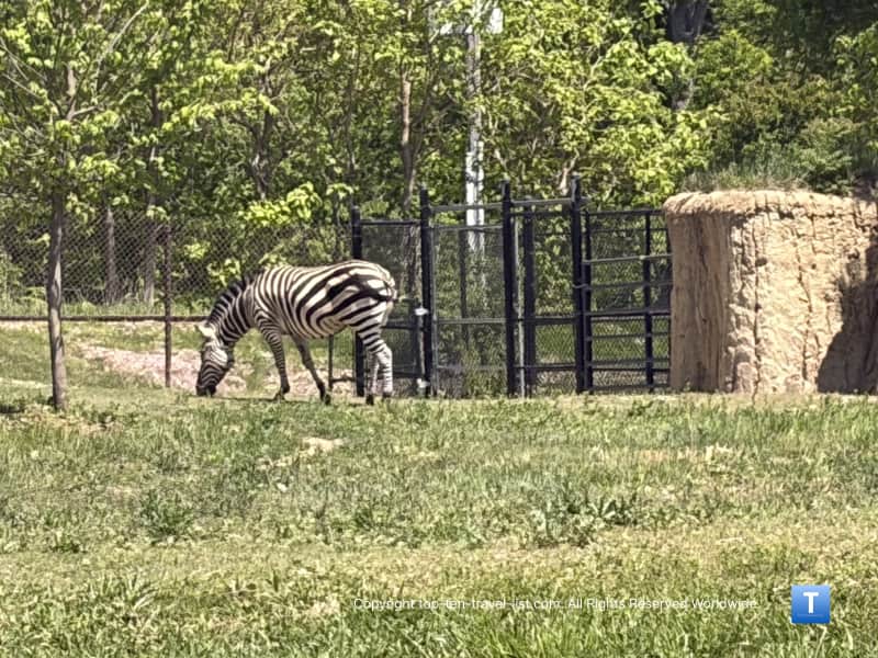 Zebra at the Henry Doorly Zoo
