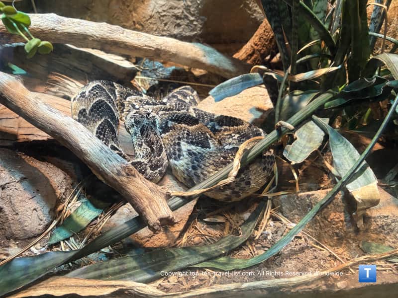Rattlesnake at Desert Dome at Henry Doorly Zoo