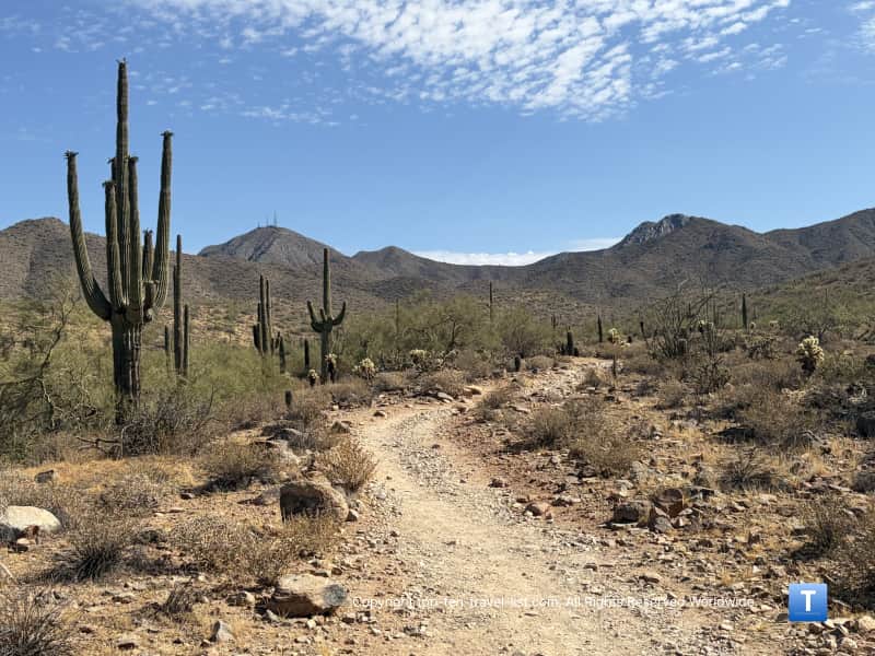 Cacti lining the Lost Dog wash/Ringtrail loop trail in Scottsdale