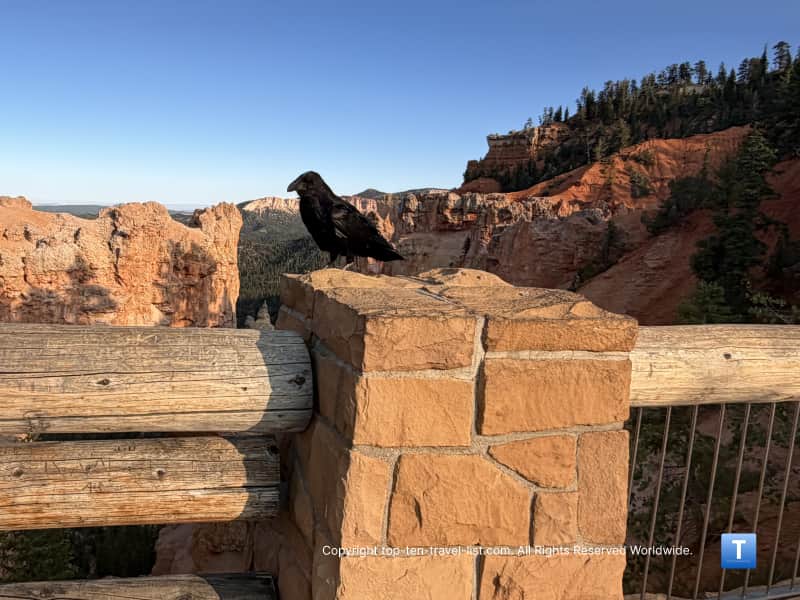Raven at Natural Bridge overlook at Bryce Canyon National Park