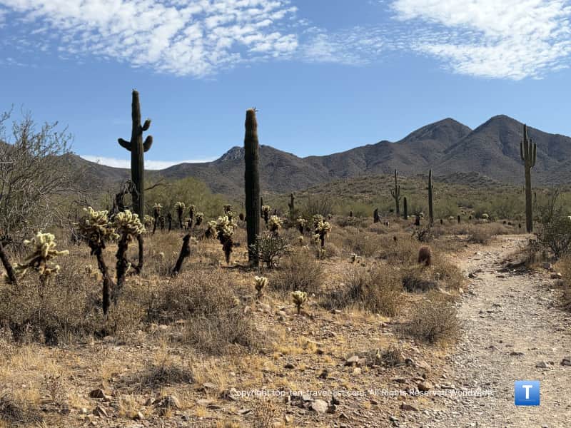 Diverse cacti on the Lost Dog wash/Ringtrail loop in Scottsdale