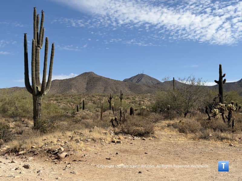 Tall Saguaro cactus on the Lost Dog/Ringtail loop in Scottsdale