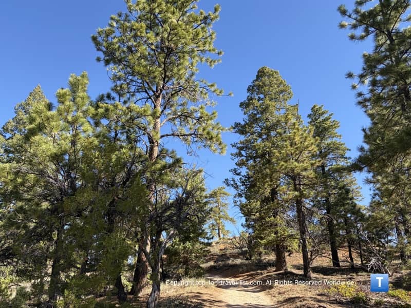 Ponderosa pines lining the Rim trail at Bryce Canyon National Park