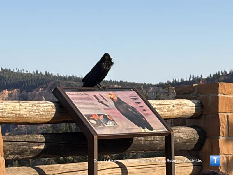 Raven at Fairview Point at Bryce Canyon National Park