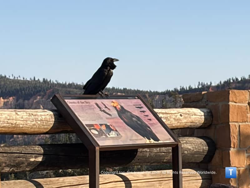 Raven at Fairview Point at Bryce Canyon National Park