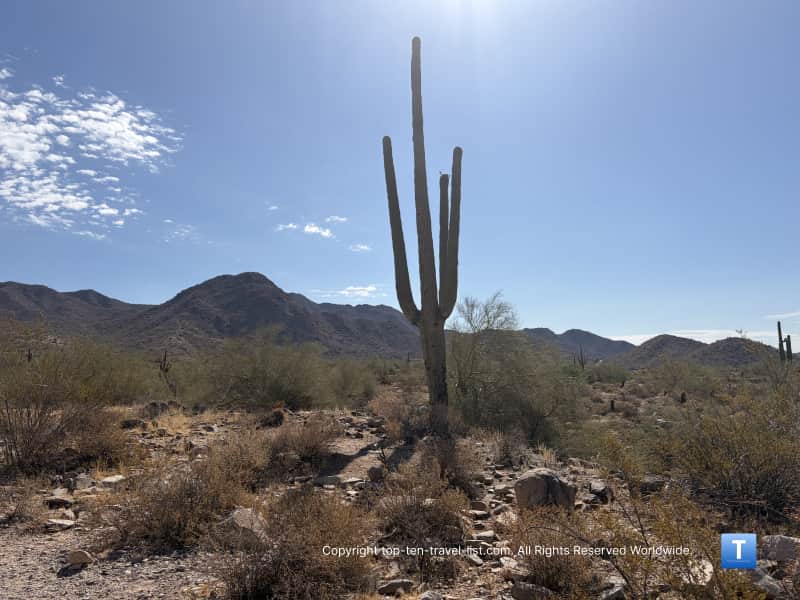 Saguaro cactus and mountain views on the Lost Dog/Ringtail loop in Scottsdale