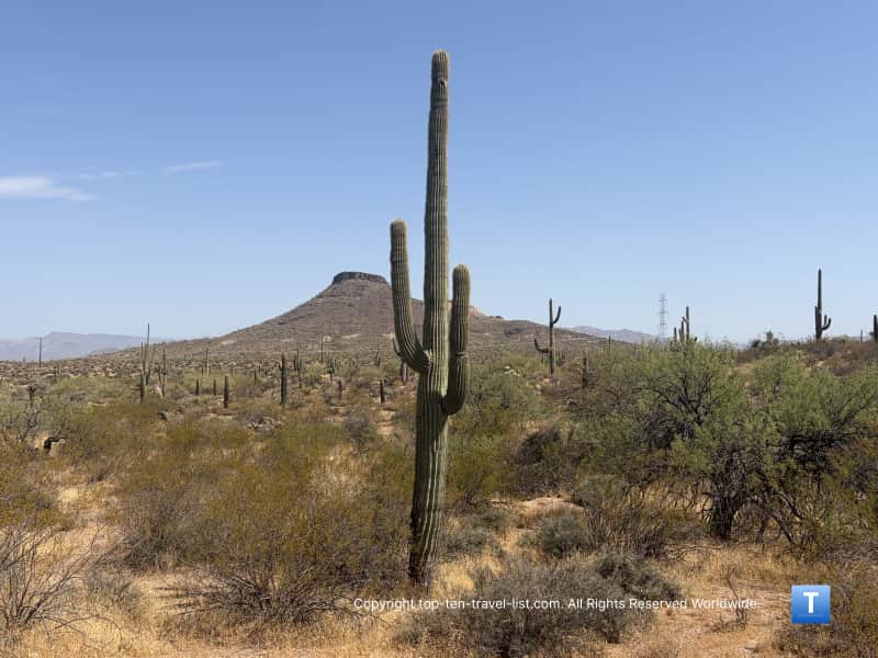 Saguaro cactus along the Jane Rau Interpretive trail at the Scottsdale McDowell Sonoran Preserve