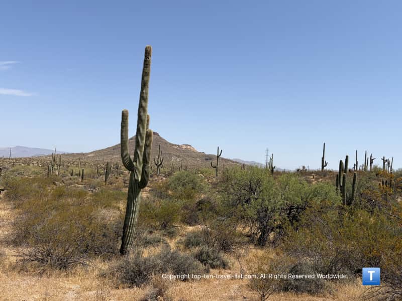 Cacti on the Jane Rau trail at the Scottsdale McDowell Sonoran Preserve