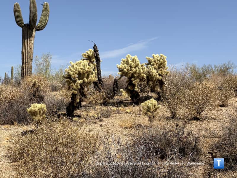 Cacti at the Scottsdale McDowell Sonoran Preserve