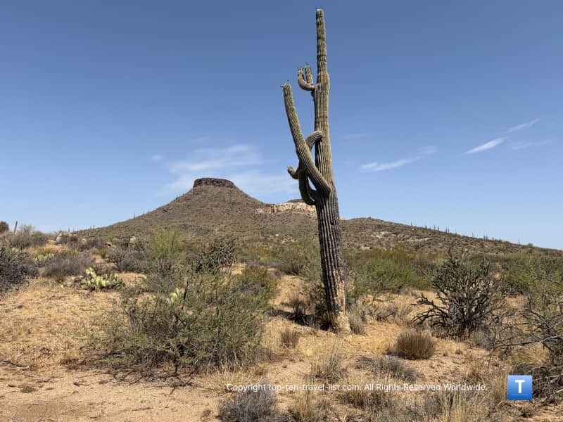 Saguaro cactus on the Brown's Ranch Loop at the McDowell Sonoran Preserve in Scottsdale