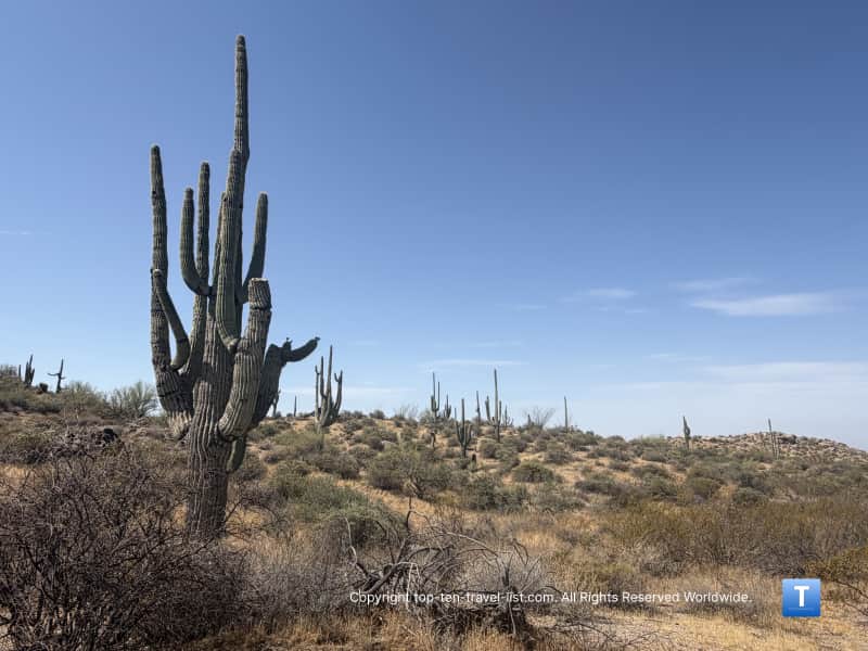 Saguaro cactus with many arms on the Jane Rau trail at the Scottsdale McDowell Sonoran Preserve