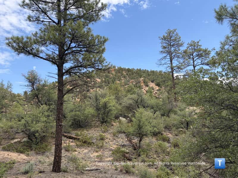 Beautiful pine scenery on the West Lake Trail 351 in the Prescott National Forest 