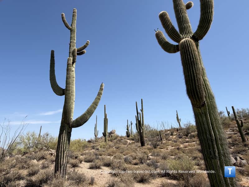 Tall cacti at the Scottsdale McDowell Sonoran Preserve