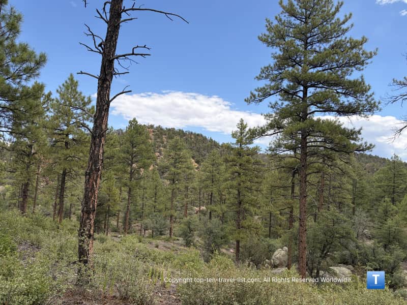 Pine trees in the Prescott National Forest