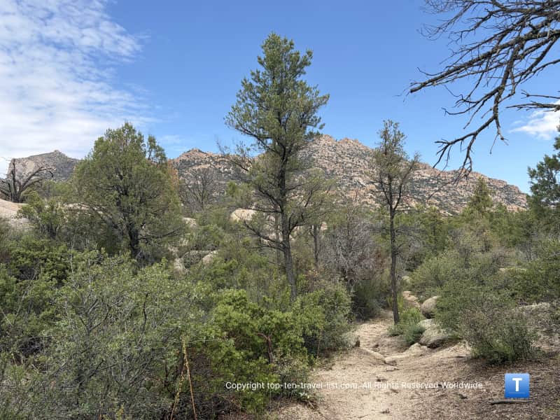 Pine and mountain scenery on the West Lake Trail 351 in the Prescott National Forest 