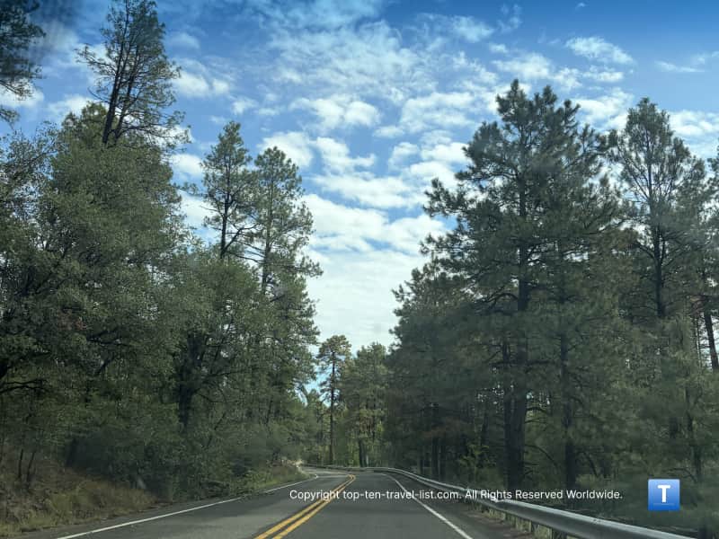 Pine trees driving into the Prescott National Forest 