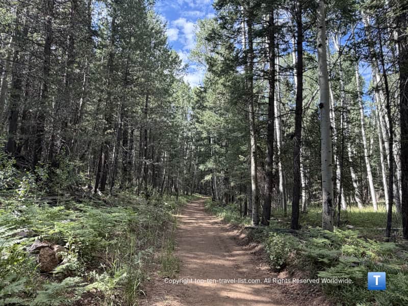 Ponderosa pines line the Lamar Haines trail in Flagstaff