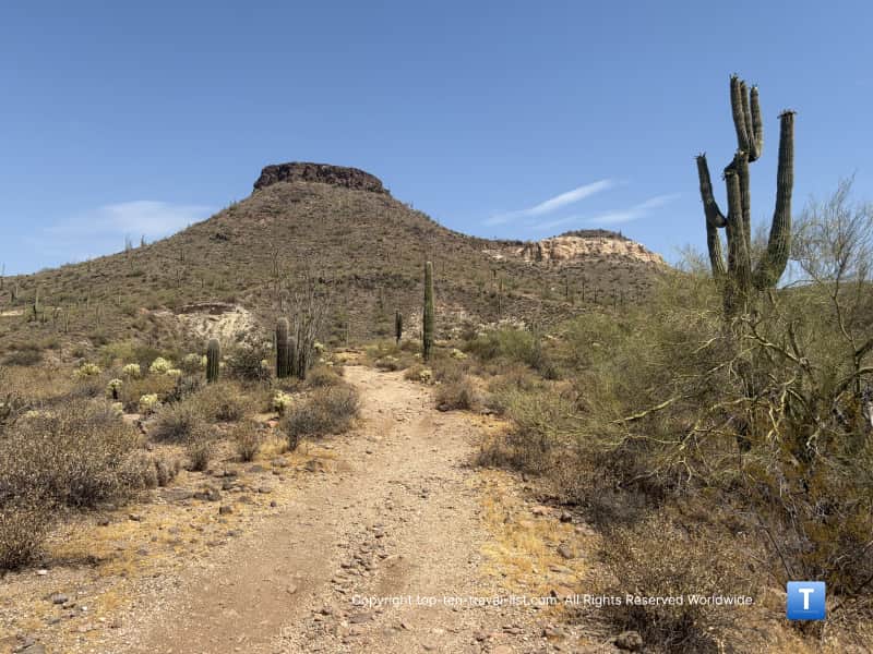 Saguaro cactus lining the Brown's Ranch Loop at the McDowell Sonoran Preserve in Scottsdale