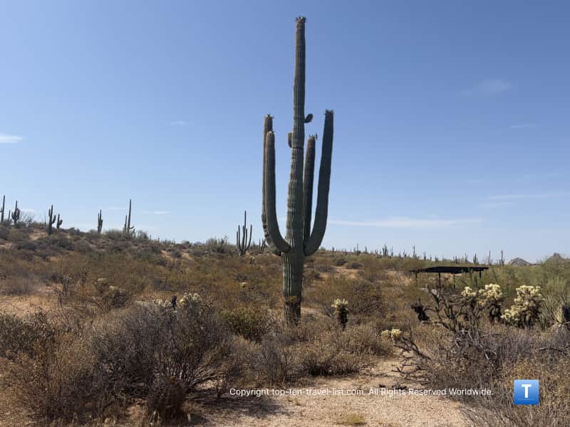 Tall Saguaro cactus on the Jane Rau trail at the Scottsdale McDowell Sonoran Preserve