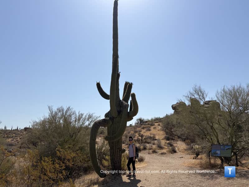 Super tall weird cacti with many arms on the Jane Rau trail at the McDowell Sonoran Preserve