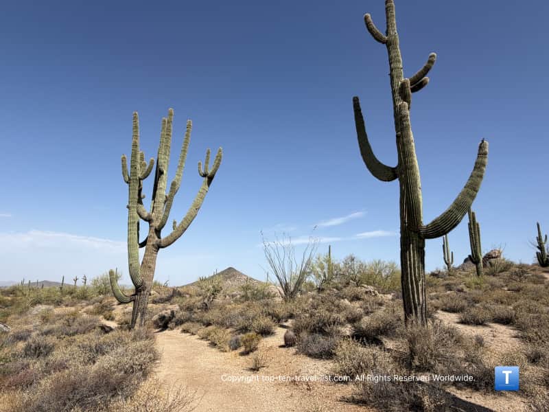 Super tall cacti lining the Jane Rau Interpretive Trail in Scottsdale