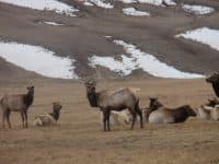 Winter Fun in Jackson Hole: The National Elk Refuge, Grand Tetons, & Moose Sightings! - Top Ten Travel List