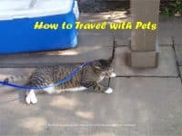 11 Tips for Smooth Traveling with your Pets - Top Ten Travel List