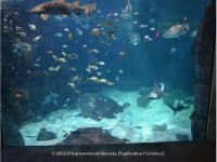 The Virginia Aquarium & Marine Science Center - Top Ten Travel List