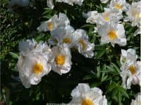 America’s Oldest Public Arboretum – The Arnold Arboretum in Boston - Top Ten Travel List