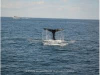 Tips for a great Whale Watching Trip! - Top Ten Travel List