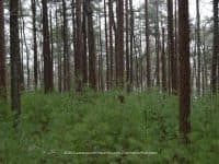 A Winter Walk Through Great Neck Wildlife Sanctuary - Top Ten Travel List