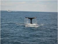 A Whale Watching Adventure in Plymouth, Massachusetts - Top Ten Travel List