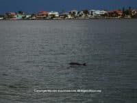Dolphin Watching in Madeira Beach, Florida - Top Ten Travel List